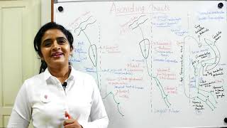 NEUROANATOMYTHE SPINAL CORDPART 8WHITE MATTERASCENDING TRACTSDR ROSE JOSE MD [upl. by Ardnait593]