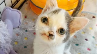 Pint sized Picasso Kitten is So Happy to Receive the Care He Needs to Thrive [upl. by Illehs]