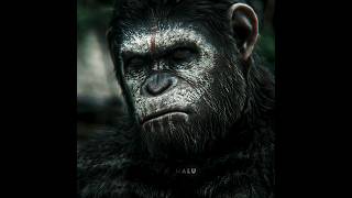 Caesar Strong  Koba Weaker  Caesar Edit  Planet Of The Apes planetoftheapes caesar shorts [upl. by Eriam273]