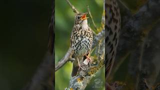 Song Thrush singing at dawn  Bird sounds shorts [upl. by Aihcrop]