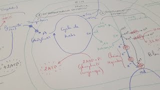 eSVT La production dATP par la fermentation et la respiration cellulaire [upl. by Acissej]