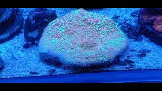 ph controller reef tank stylophora [upl. by Stoll63]