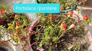 All about care of Purslane  How to grow   my paradise 9193  Purslane floweringplant [upl. by Odysseus]