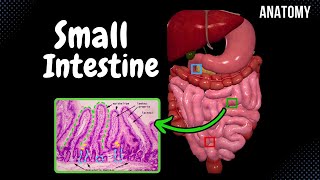 Small Intestine Anatomy Parts Topography Structures Layers [upl. by Zacherie162]