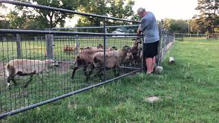 Barbados Blackbelly Sheep rejoining [upl. by Anivlem433]