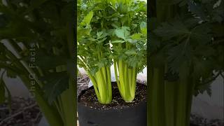 How to Grow Celery from Seed at Home plants shorts farming [upl. by Danais220]