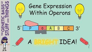 Shedding light on operons Gene structure enabling the coregulation of structural genes [upl. by Iznekcam]