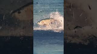 Epic Tarpon vs Sardine Battle Natures Phenomenon [upl. by Pyotr722]