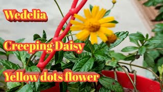 How to propagate Wedelia from small cuttingWedelia Plant CareCreeping DaisyYellow dots flower [upl. by Chapell]