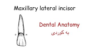 Maxillary Lateral Incisor  دێنتەل ئاناتۆمی [upl. by Bronez]