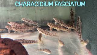 Characidium fasciatum [upl. by Hekker798]