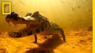 Swimming with Brazils Caimans  National Geographic [upl. by Eeniffar]