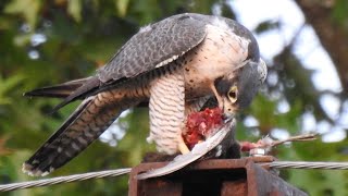 LARGE FEMALE PEREGRINE FALCON EATING A MALLARD DUCK GRAPHIC CONTENT [upl. by Sivahc830]