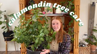 Calamondin Tree Care Tips  calamondin orange tree citrus tree care [upl. by Millwater]