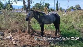 for sale horses 🐎 donkeys 🫏 and mules ζωοπαζαρο Τρίκαλα 2024 [upl. by Caterina]