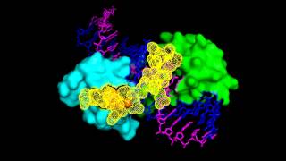 Construction of artificial DNA binding proteins made of zinc finger domains [upl. by Godiva]