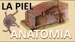 Anatomia de la Piel  Funciones  Capas de la piel [upl. by Atiuqahs]