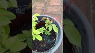 Rose plant Rainy Care Rose Plant Root Care in Tamil rosecaretamil [upl. by Ym]