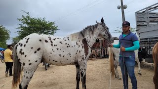 FEIRA DE CAVALO DE CARUARU PE CAVALOS A PARTIR DE MIL REAIS TERÇA FEIRA 071123 [upl. by Aicul34]