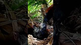 Greater coucal Birds try to find frogs to feed their young at the nestEp32 [upl. by Koziarz]