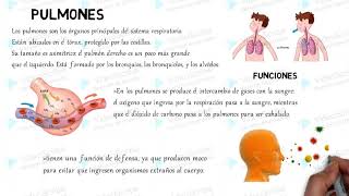 Organos principales del cuerpo humano y sus funciones [upl. by Osman]