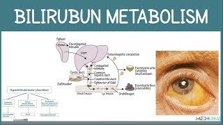 Bilirubin Metabolism and fate or Red Blood Cells Simplified [upl. by Astred]