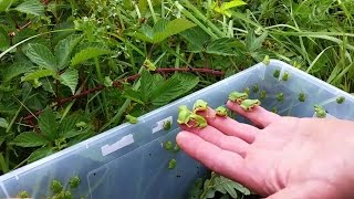 Natuurlijk Riet Verse boomkikkertjes [upl. by Raama]