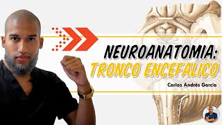 Anatomía  Tronco Encefálico Mesencéfalo Puente y Médula Oblongada [upl. by Uzziel]