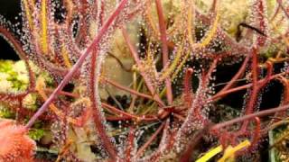 Drosera binata  The ForkedLeaf Sundew Carnivorous Plant [upl. by Otirecul]