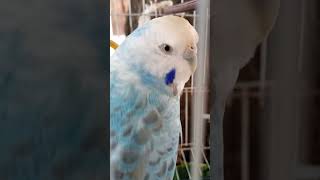 Cute Blue Budgie birds nature [upl. by Golter559]