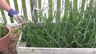 Harvesting Green Onion Stalks [upl. by Cottrell]