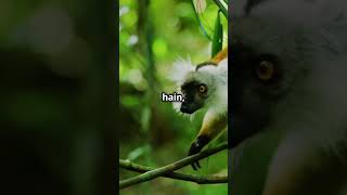 Coquerels Sifaka एक अनोखा प्राइमेटcoquerlanimalfacts wildlifewonders shorts [upl. by Coryden]