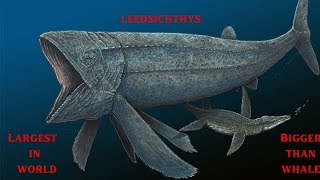 174 million year old Biggest fossil fin FISH in world leedsichthys trending ancient fish [upl. by Barram]