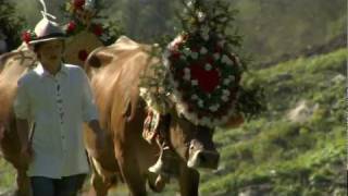 Almabtrieb Zillertal Tirol  Österreich 🐮 [upl. by Matthieu]