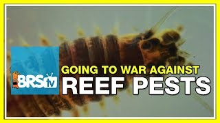 Week 49 How to prevent and treat reef tank pests  52 Weeks of Reefing [upl. by Estes]