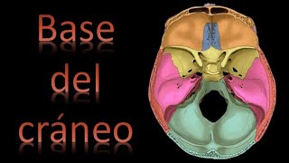 🦴 Base del Cráneo  Cráneo y cara  Anatomía [upl. by Ahtram]