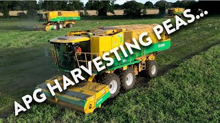 4Kᵁᴴᴰ Harvest 2024 Anglian Pea Growers harvesting peas near Ipswich  Part 2 of 2 [upl. by Epps]