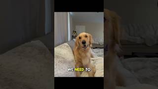 Golden Retrievers Are The Best Conversationalist [upl. by Einaj633]