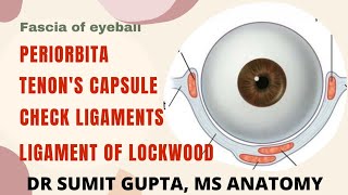 FASCIA OF ORBIT amp EYEBALL  Tenon capsule  Ligament of Lockwoods  Periorbita  Check ligaments [upl. by Eneluj]