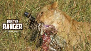 Lion Pride Eat a Zebra  Maasai Mara Safari  Zebra Plains [upl. by Haelem]