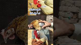 Treatment for Sour and impacted Crop in Backyard Poultry Birds  Chickens  Dr ARSHAD [upl. by Noral]