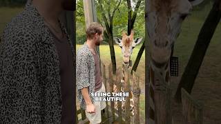 Feeding Giraffes in NYC YES amp Its Incredible 🦒🏙️  shorts newyork giraffefeeding [upl. by Deyas]