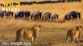 WILD SAVANNAH  The Migration Journey and Challenges in the Land of Predators  Animal documentary [upl. by Norrahc]