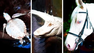 23 Albino Tiere Die Kaum Zuvor Gesehen Wurden [upl. by Trometer]