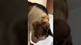 Pitter low five cat catsofyoutube cute [upl. by Reckford]