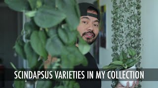 How to Care amp Propagate Scindapsus Varieties  Houseplant Care Tips [upl. by Editha]