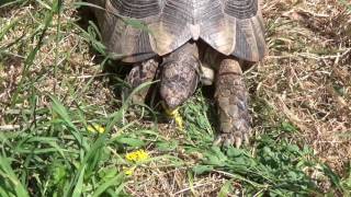 Europäische Landschildkröten richtig füttern 3 [upl. by Attenad]