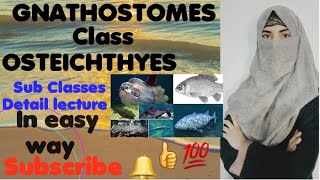 OSTEICHTHYES  Sub class Sarcopterygii Actnoipterygii Chondrosteans [upl. by Adnanref]