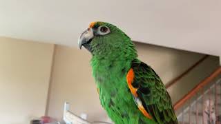 Some Of The Noises And Things Leo The Jardine’s Parrot Does [upl. by Dottie]