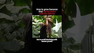 How to grow bananas that can be eaten with the skin on [upl. by Edaj]